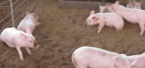 木屑烘干墊豬圈